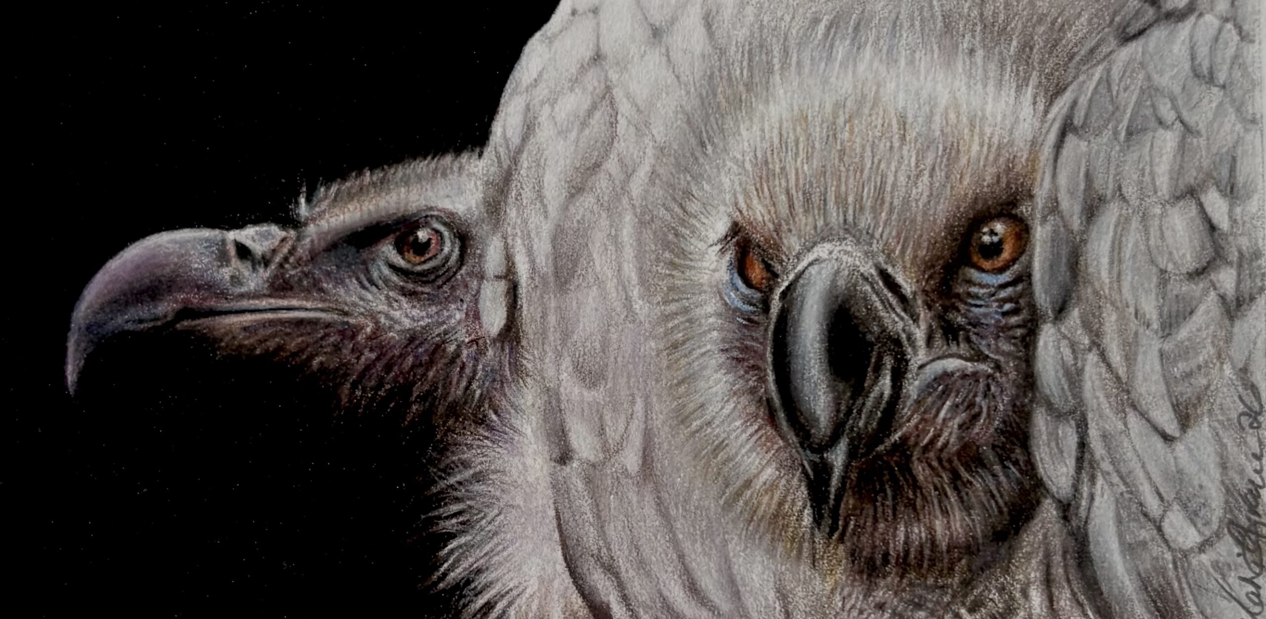 Completed:29/7/26 paper: FAHP 300gsm WC/CP size:  50x100mm(image). reference:  John Cameron / APFtufAo/fb Cape Vultures